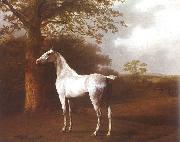 Jacques-Laurent Agasse, White Horse in Pasture